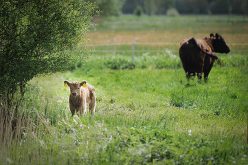 Junges Kalb und Mutter Kuh auf einer grünen Wiese. Kalb sieht in die Kamera