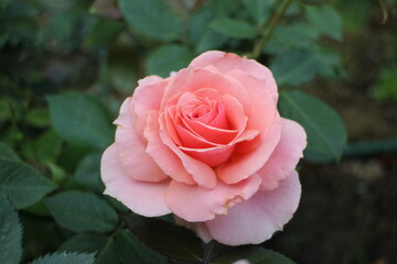 rose in the garden