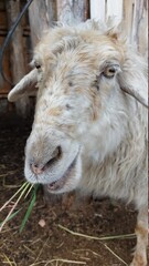 Sheep eating green grass portrait 