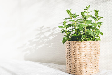 Mint herb in knitted beige pot on white table in sunlights.