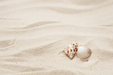 Fototapeta na wymiar seashells on the sand in summer