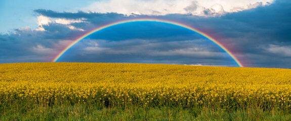  rainbow after an evening downpour over a field of blooming rape