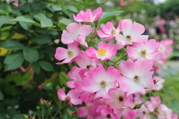 Fototapeta premium rose in the garden