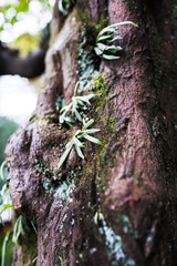 moss on tree