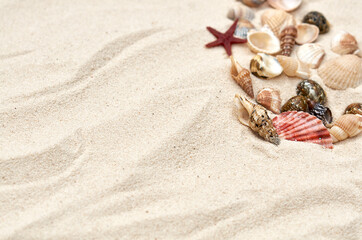 Fototapeta na wymiar many different seashells on the sand in the summer
