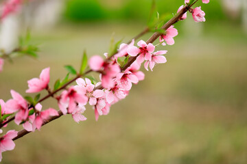 Fototapeta na wymiar Peach trees blossom in spring