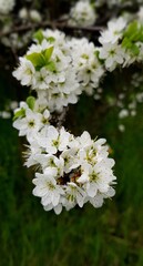 white cherry blossom