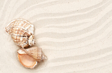 two large seashells on the sand in summer
