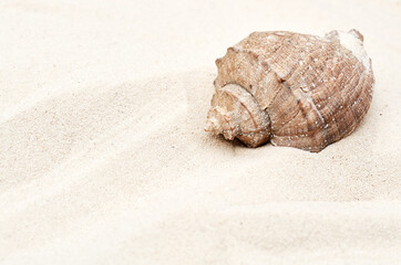large seashell on the sand in summer