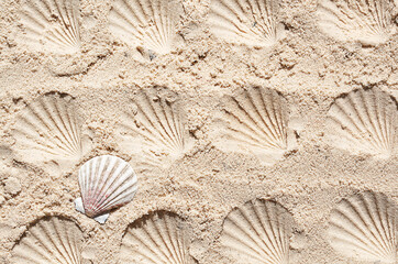 seashell tracks in the sand