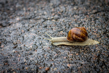 Snail nature road asphalt city animals