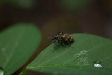 fly on leaf