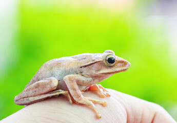 Common tree frog sit on the leaf-type of fog in nature