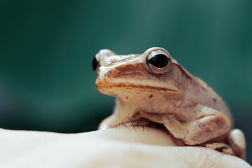 Common tree frog sit on the leaf-type of fog in nature