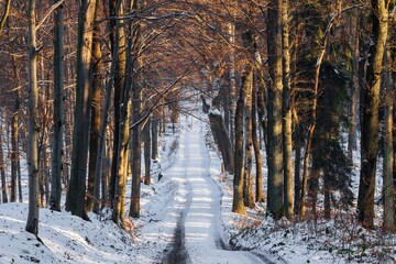 Ścieżka w lesie przysypana białym śniegiem