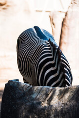 zebra crossing the road