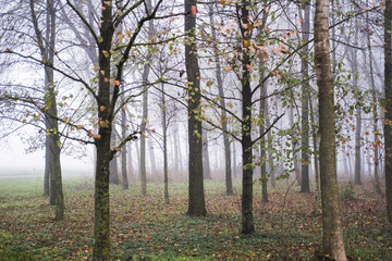 Fototapeta premium autumn in the forest