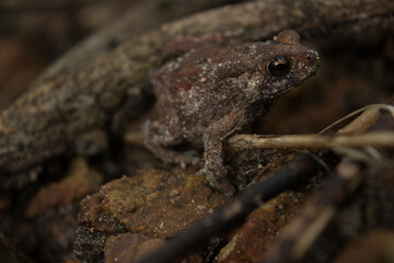 frog