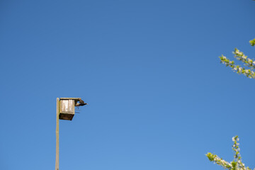 A starling flies out of a birdhouse against a clear blue sky, surrounded by flowering plum branches.