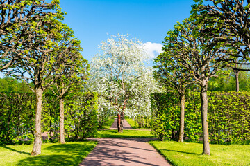 Blooming apple tree in spring, Pushkin, Saint Petersburg, Russia