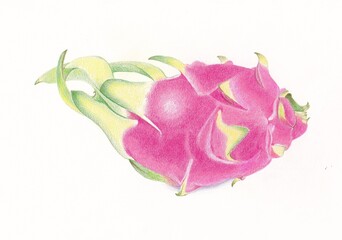 dragon fruit on a white background. drawing with color pencil. Hand drawing.