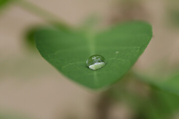 water drops on a leaf