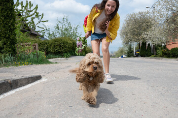 Curly-haired cocker spaniel walking on a sunny day