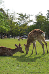 Naklejka na ściany i meble A family of deer getting along in Nara Park at dusk.