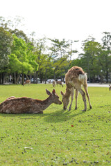 A family of deer getting along in Nara Park at dusk.
