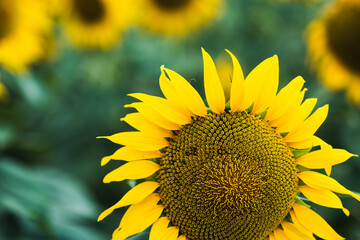 sunflower on a field