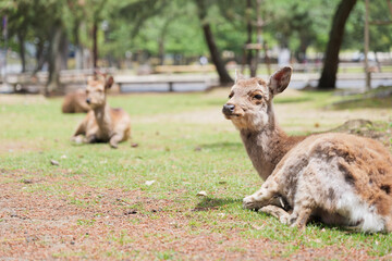 Deer relaxing in the grass, Nara Park