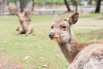 Deer relaxing in the grass, Nara Park