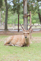 Deer relaxing in the grass, Nara Park