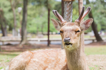 Fototapeta premium Deer relaxing in the grass, Nara Park