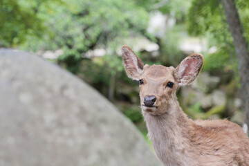 A deer relaxing in the forest in Nara Park in early summer.
