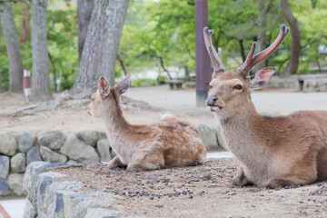 A family of deer relaxing on a stone wall in Nara Park.