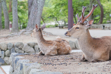 A family of deer relaxing on a stone wall in Nara Park.
