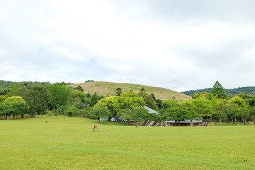 Fototapeta premium Nara Park, meadow at the foot of Mount Wakakusa