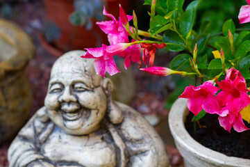 Obraz premium Mandevilla flowers in the garden