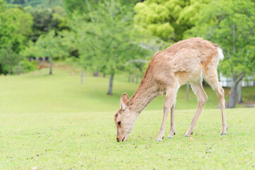 Naklejka na ściany i meble A deer feeding in the meadow.