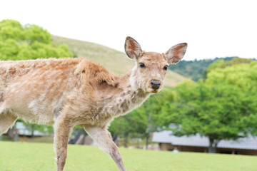 Deer roaming in the meadow at the foot of Mount Wakakusa, Nara Park.