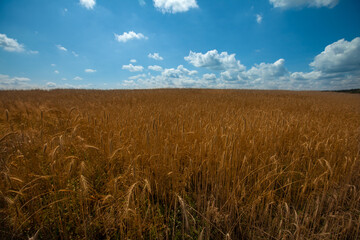 Wheat field against a beautiful blue sky