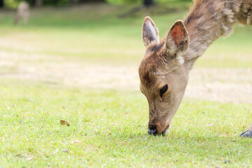 A deer feeding in the meadow.