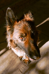 the German Shepherd dog is being trained and enjoys the warm April sunshine