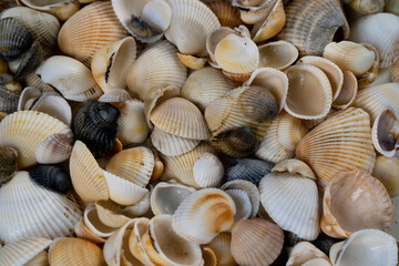 Summer background pattern from seashells. Shell close-up. Ocean coast. Seashells background.
