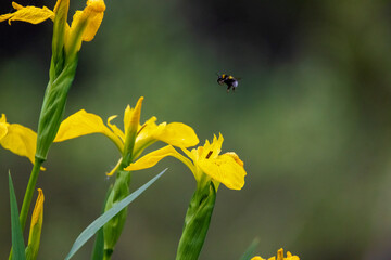 A bumble bee hovers and prepares to land on a buttercup to collect nectar
