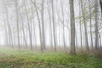 morning in the forest