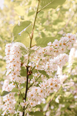 the tree has opened its white buds with green leaves in the spring