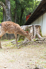 A deer looking for something to eat in the grounds of Kasuga Taisha Shrine.