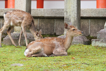 A deer relaxing in the grounds of Kasuga Taisha Shrine.